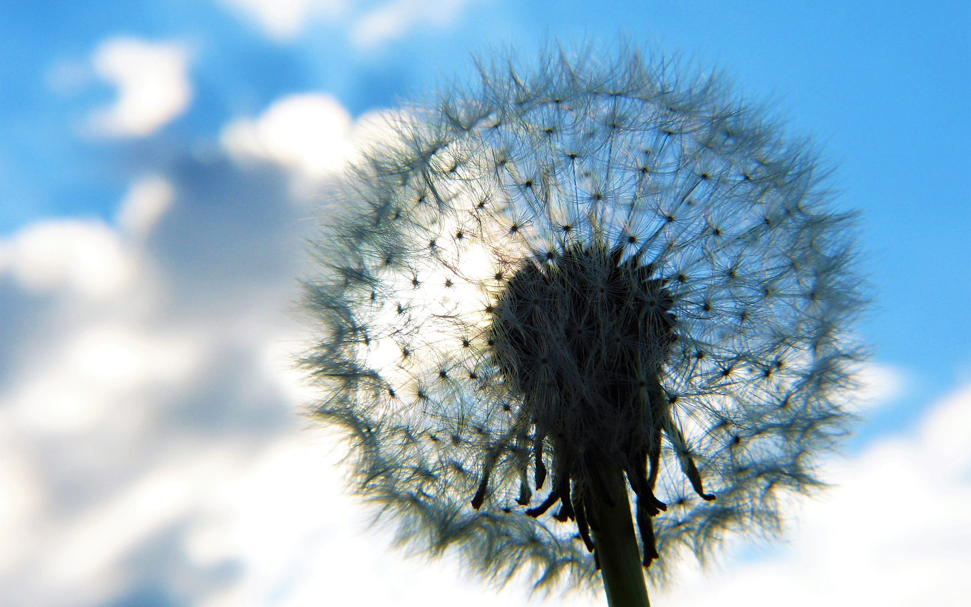 Pusteblume